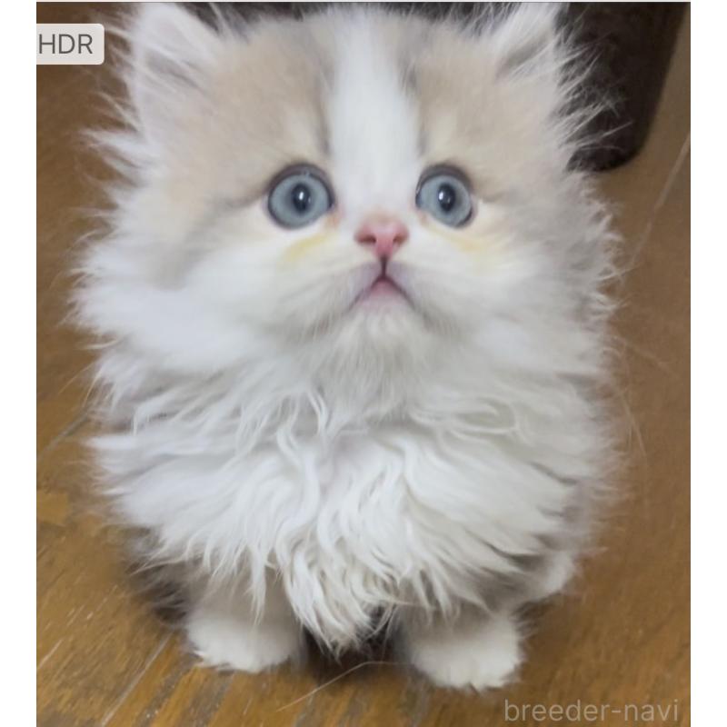 販売中の愛知県のミヌエット(短足)-130145の7枚目