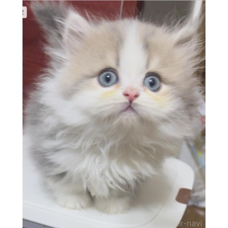 販売中の愛知県のミヌエット(短足)-130145の6枚目