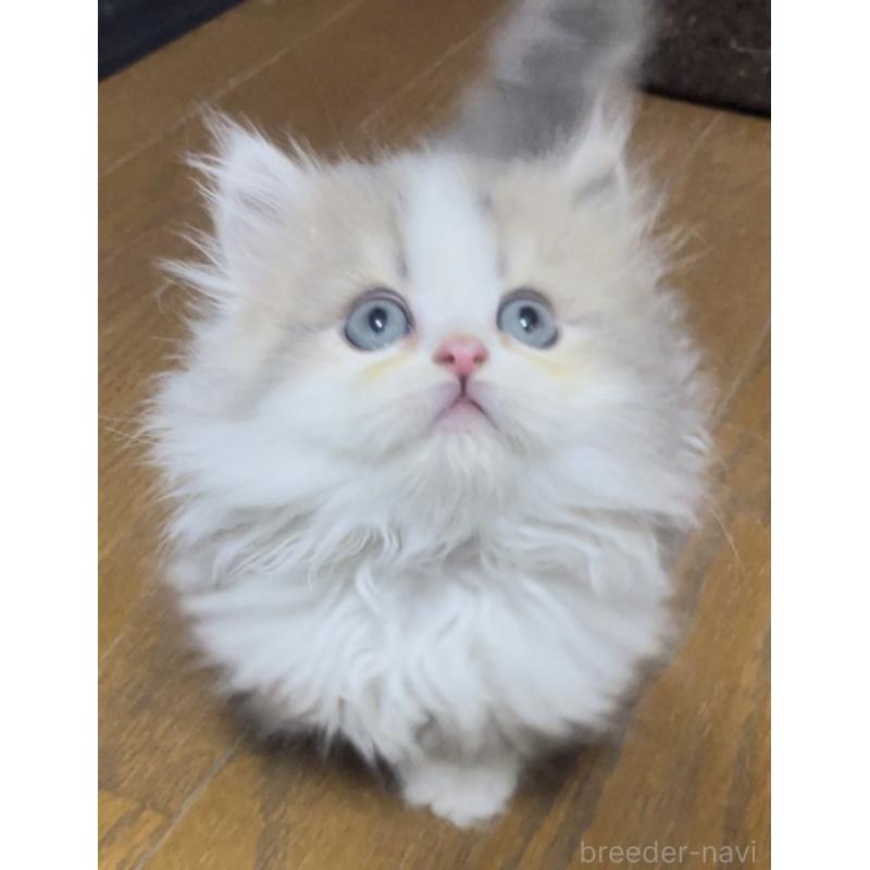 販売中の愛知県のミヌエット(短足)-130145の4枚目