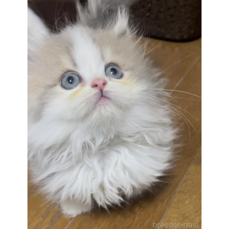 販売中の愛知県のミヌエット(短足)-130145の5枚目