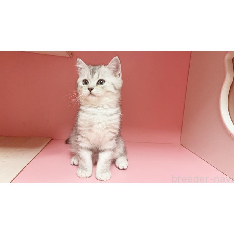 販売中の千葉県のミヌエット-127173の5枚目