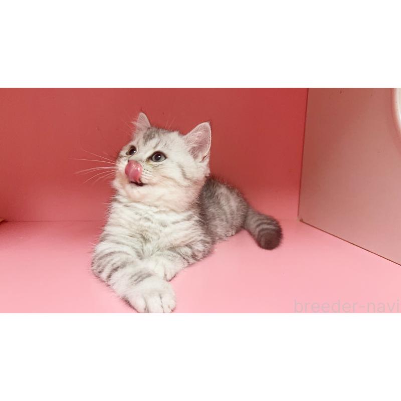 販売中の千葉県のミヌエット-127173の4枚目