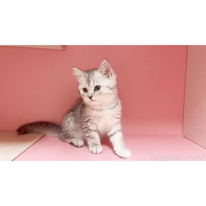 販売中の千葉県のミヌエット-127173の3枚目