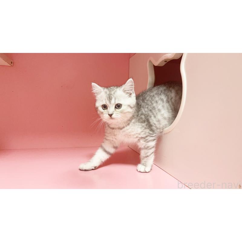 販売中の千葉県のミヌエット-127173の2枚目