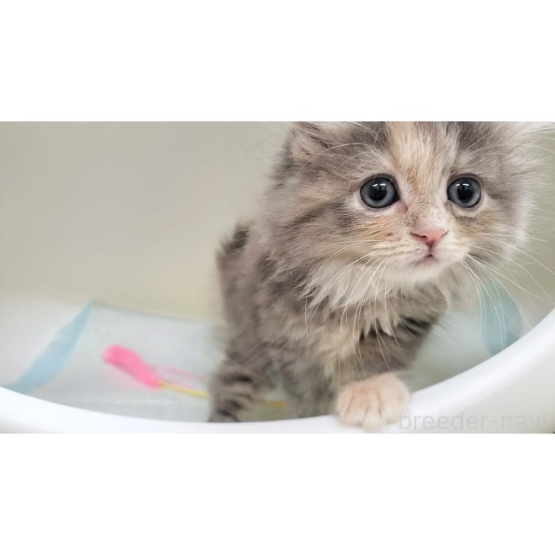 販売中の大阪府のサイベリアン-130147の9枚目