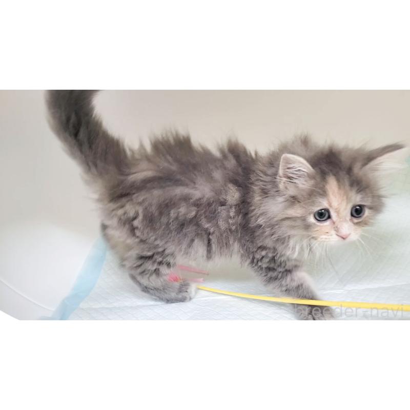 販売中の大阪府のサイベリアン-130147の8枚目