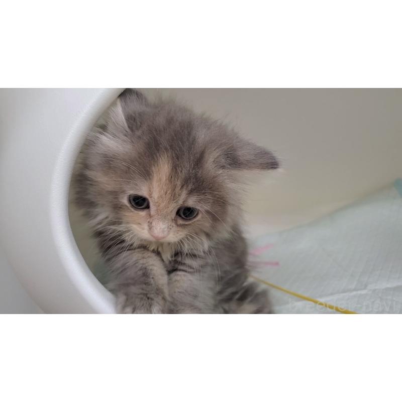 販売中の大阪府のサイベリアン-130147の6枚目