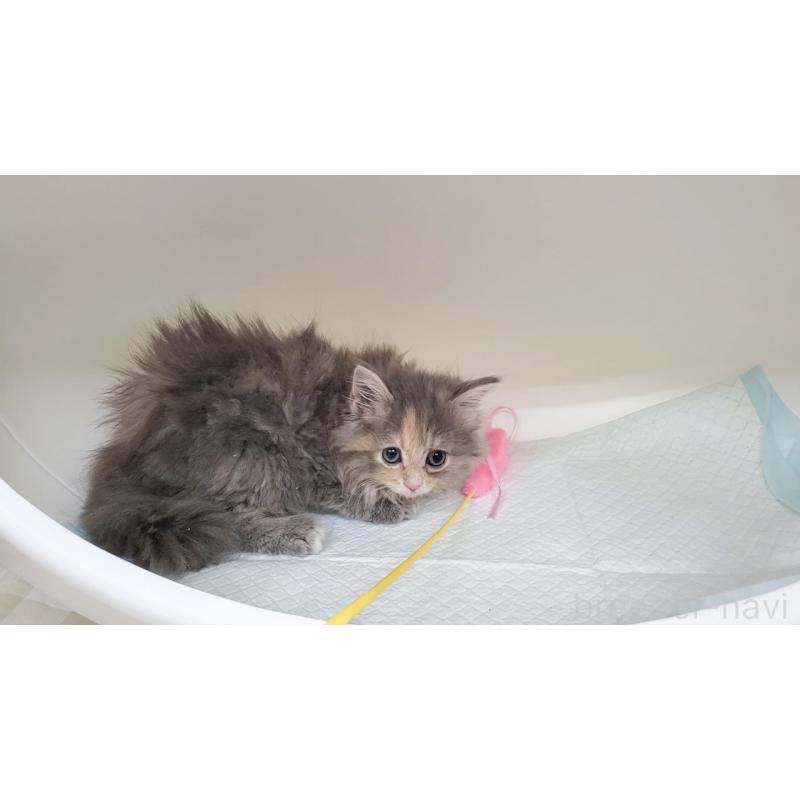 販売中の大阪府のサイベリアン-130147の5枚目