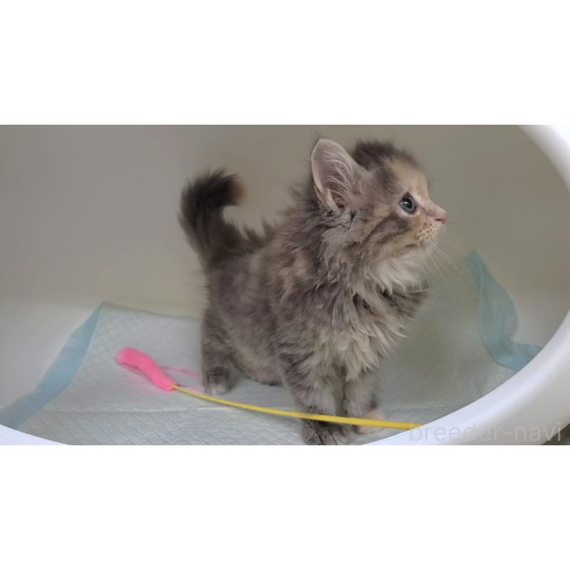 販売中の大阪府のサイベリアン-130147の4枚目