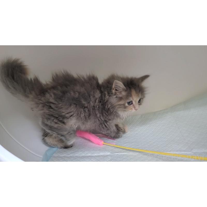 販売中の大阪府のサイベリアン-130147の3枚目