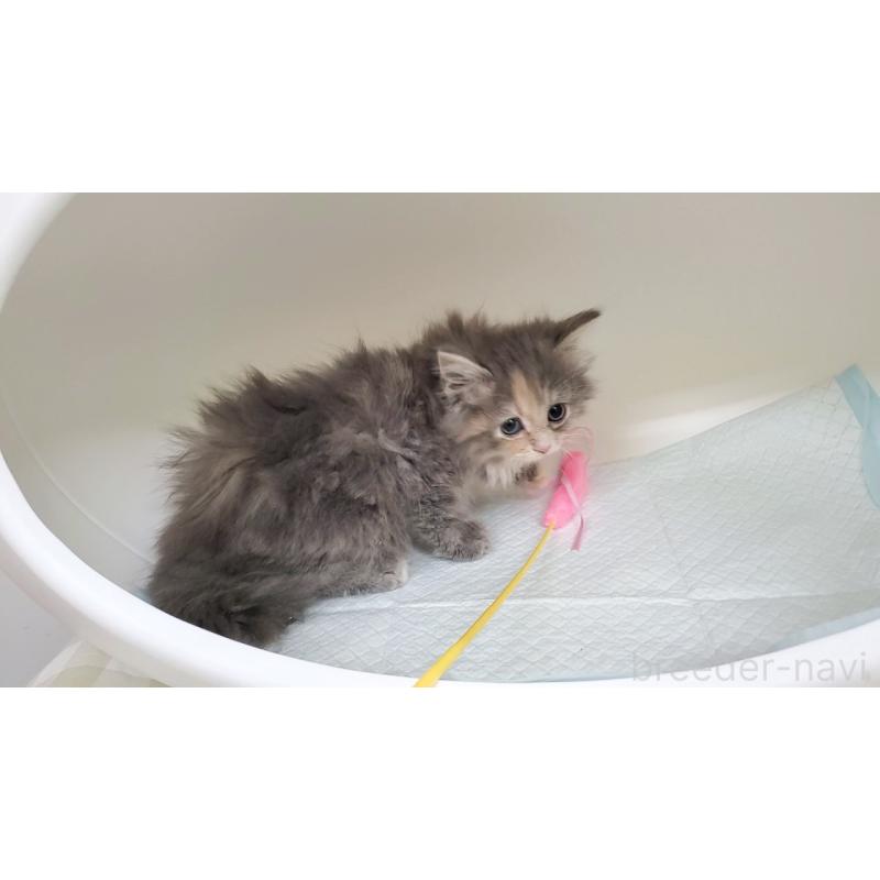 販売中の大阪府のサイベリアン-130147の2枚目