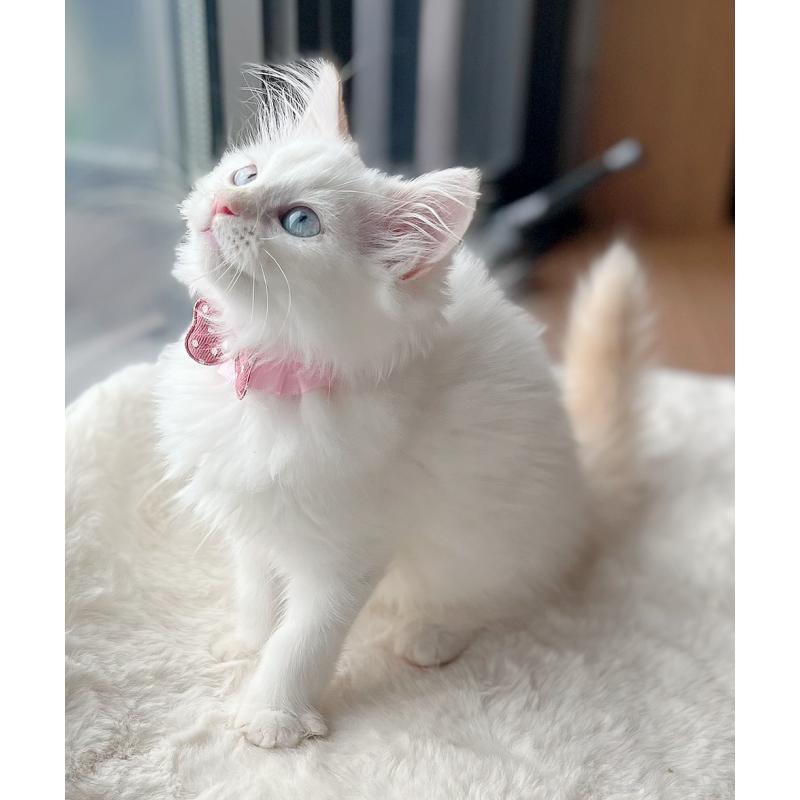 販売中の福島県のマンチカン-126453の3枚目