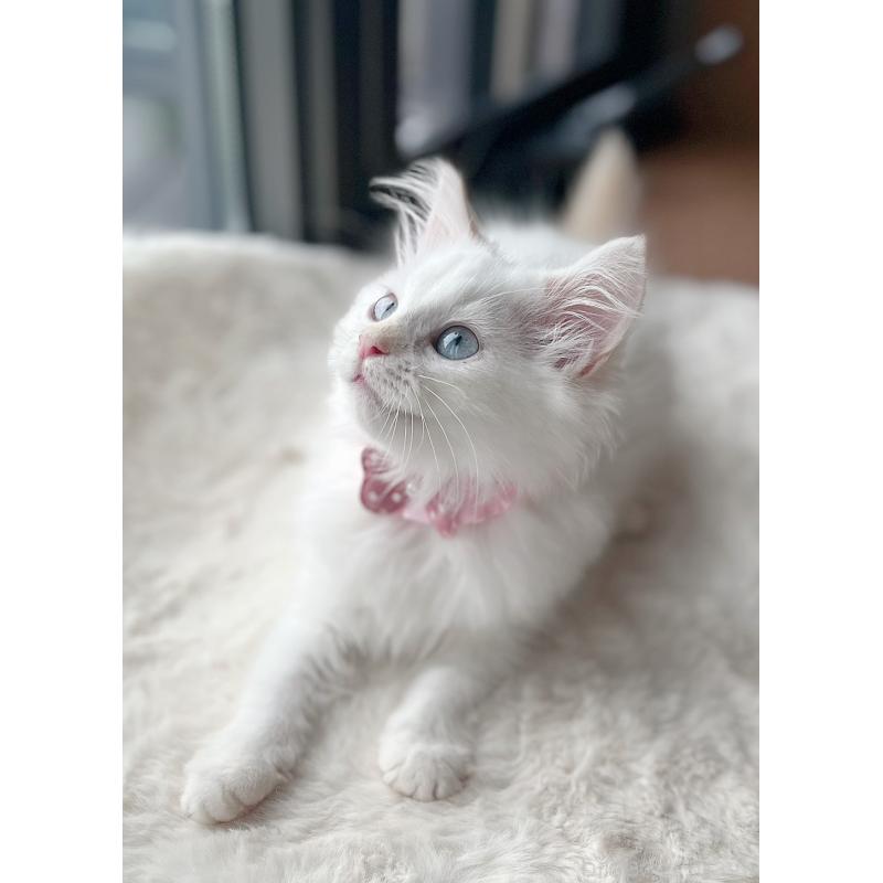 販売中の福島県のマンチカン-126453の2枚目