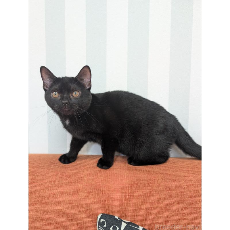 販売中の大阪府のアメリカンショートヘア-122483の3枚目