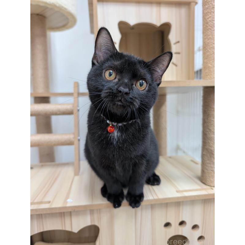 販売中の大阪府のアメリカンショートヘア-122483の2枚目