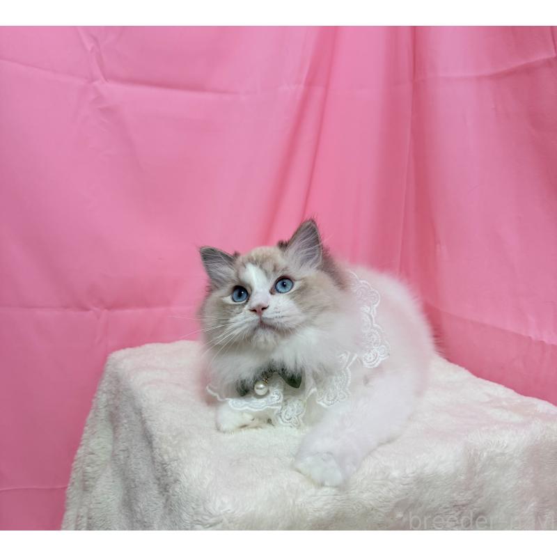 販売中の東京都のラグドール-125339の6枚目