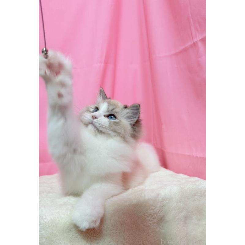 販売中の東京都のラグドール-125339の5枚目