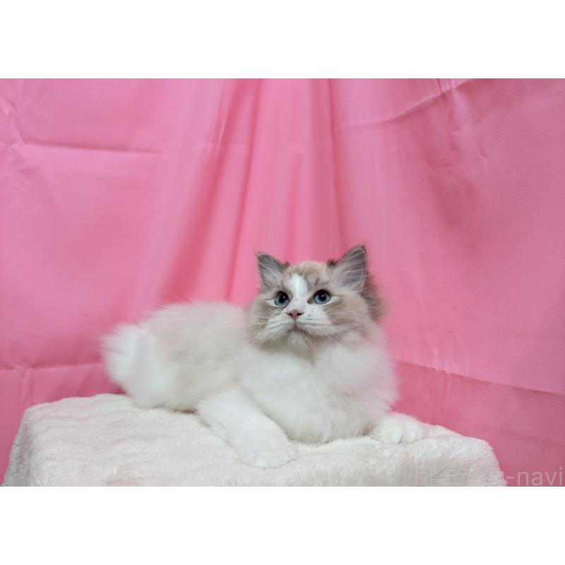 販売中の東京都のラグドール-125339の4枚目