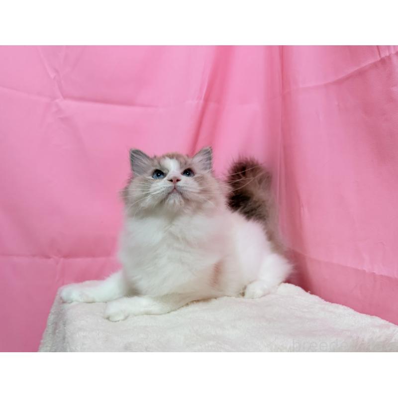 販売中の東京都のラグドール-125339の3枚目