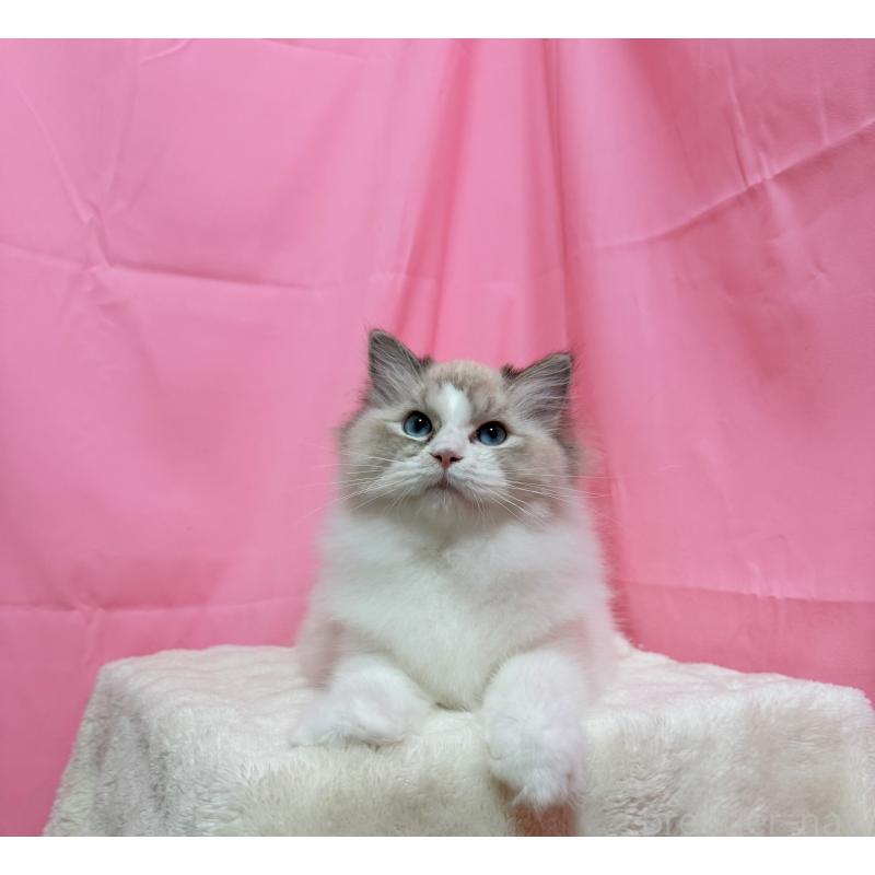 販売中の東京都のラグドール-125339の2枚目