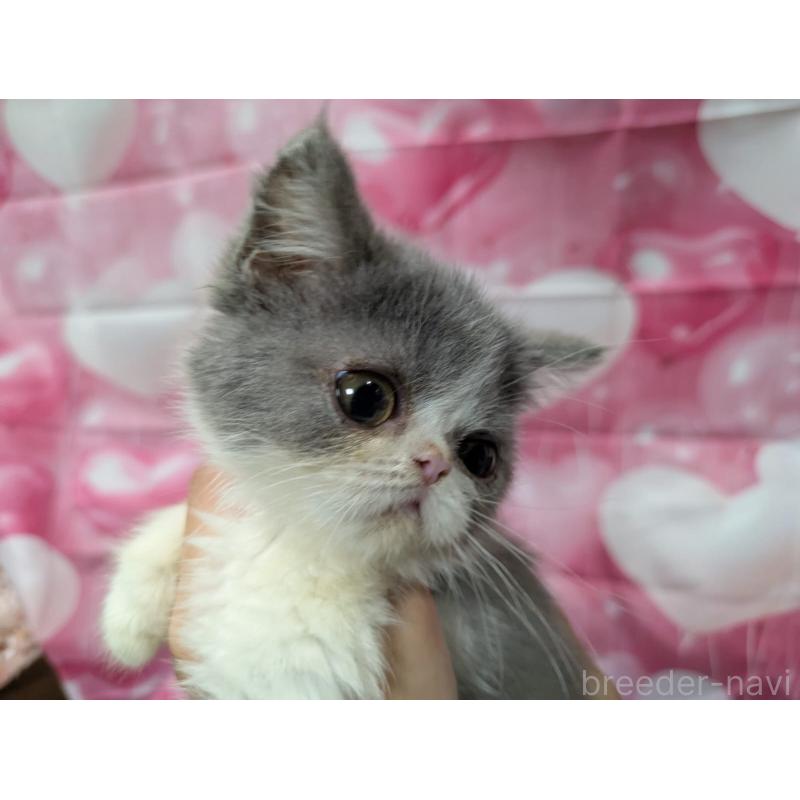 販売中の大阪府のエキゾチックショートヘア-124861の3枚目