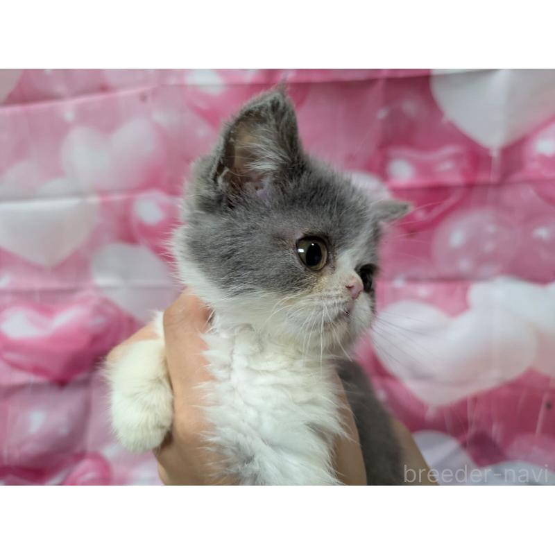 販売中の大阪府のエキゾチックショートヘア-124861の2枚目