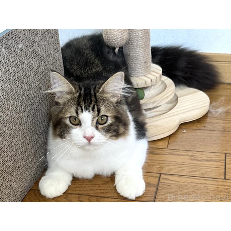 販売中の千葉県のラガマフィン-120071の7枚目