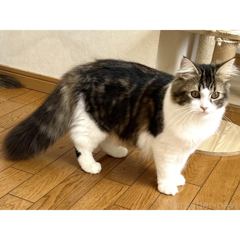 販売中の千葉県のラガマフィン-120071の6枚目