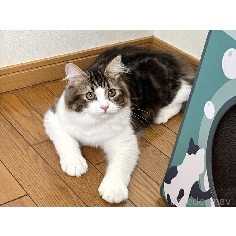 販売中の千葉県のラガマフィン-120071の5枚目