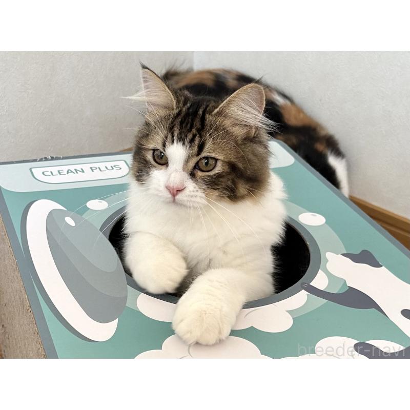 販売中の千葉県のラガマフィン-120071の4枚目