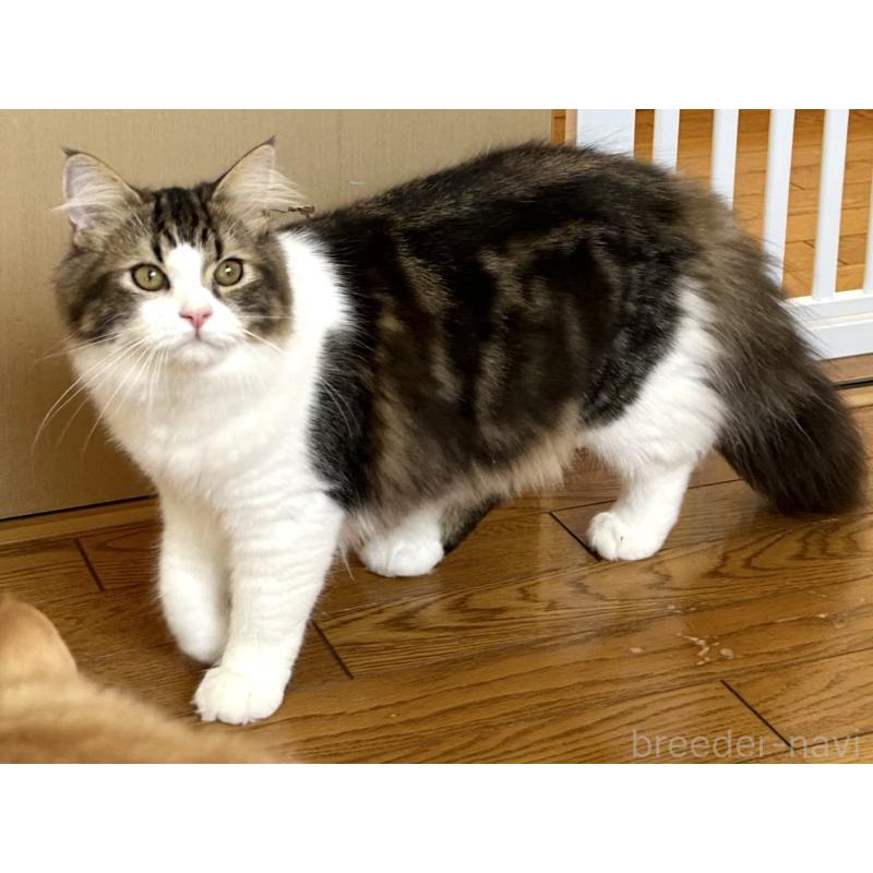 販売中の千葉県のラガマフィン-120071の2枚目