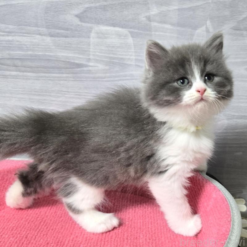 販売中の福岡県のマンチカン-130148