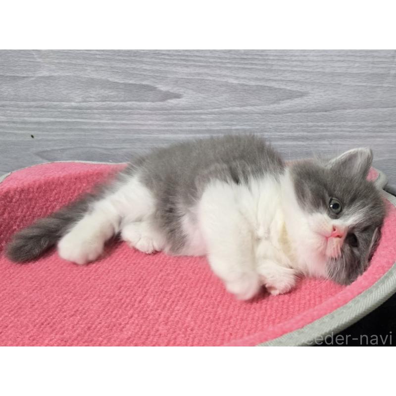 販売中の福岡県のマンチカン-130148の5枚目