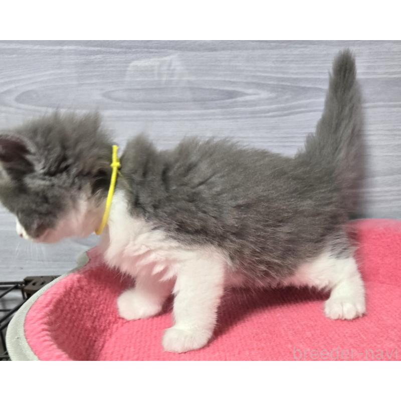 販売中の福岡県のマンチカン-130148の4枚目