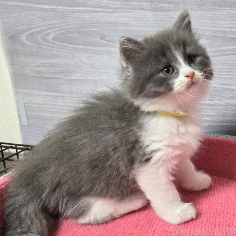 販売中の福岡県のマンチカン-130148の3枚目