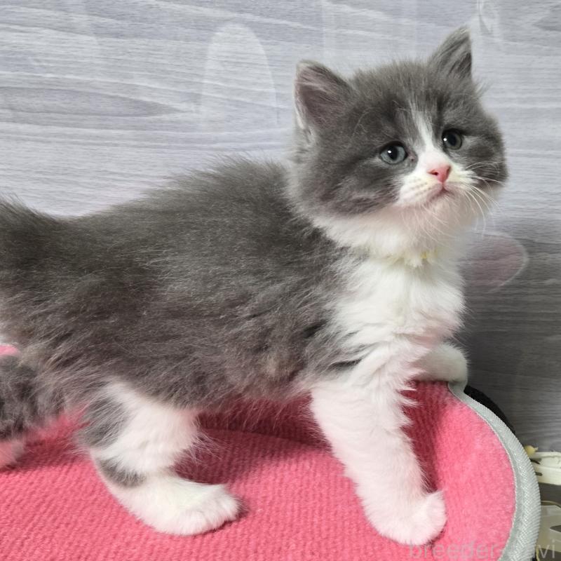 販売中の福岡県のマンチカン-130148の2枚目