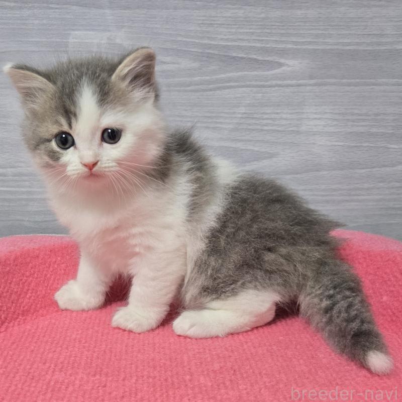 販売中の福岡県のマンチカン-130149