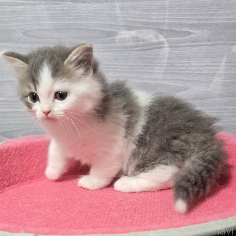 販売中の福岡県のマンチカン-130149の4枚目