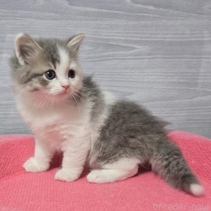 販売中の福岡県のマンチカン-130149の3枚目