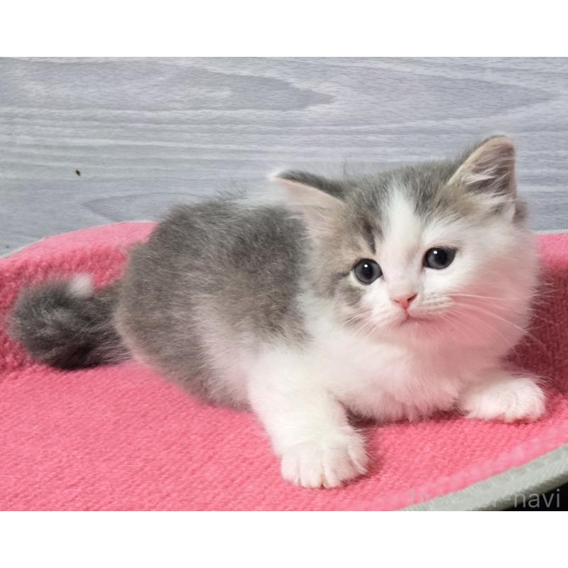 販売中の福岡県のマンチカン-130149の2枚目