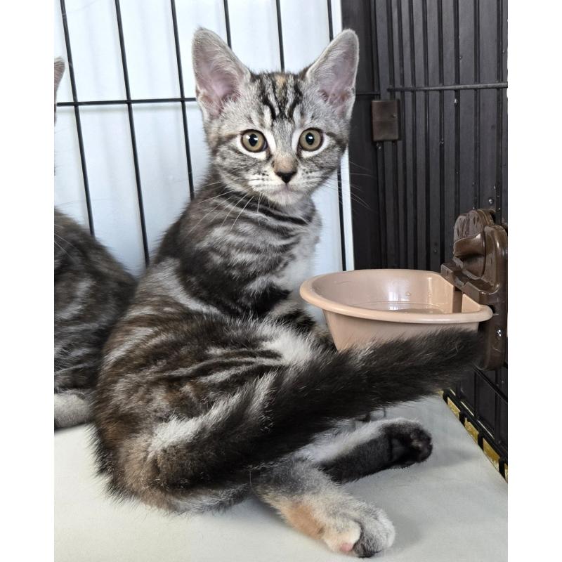 成約済の福岡県のアメリカンショートヘア-125936の2枚目