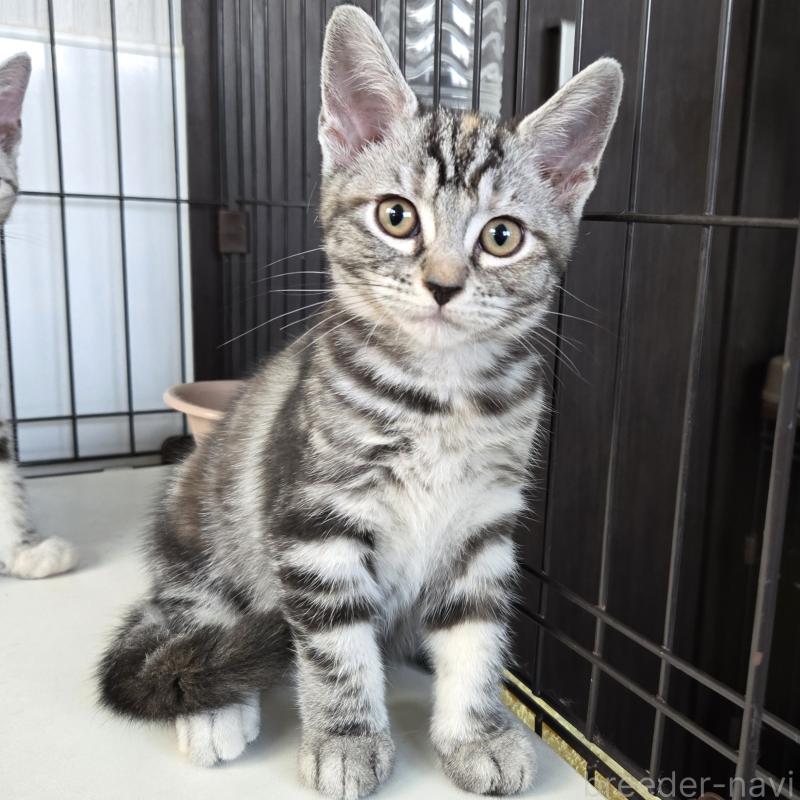 成約済の福岡県のアメリカンショートヘア-125936の1枚目