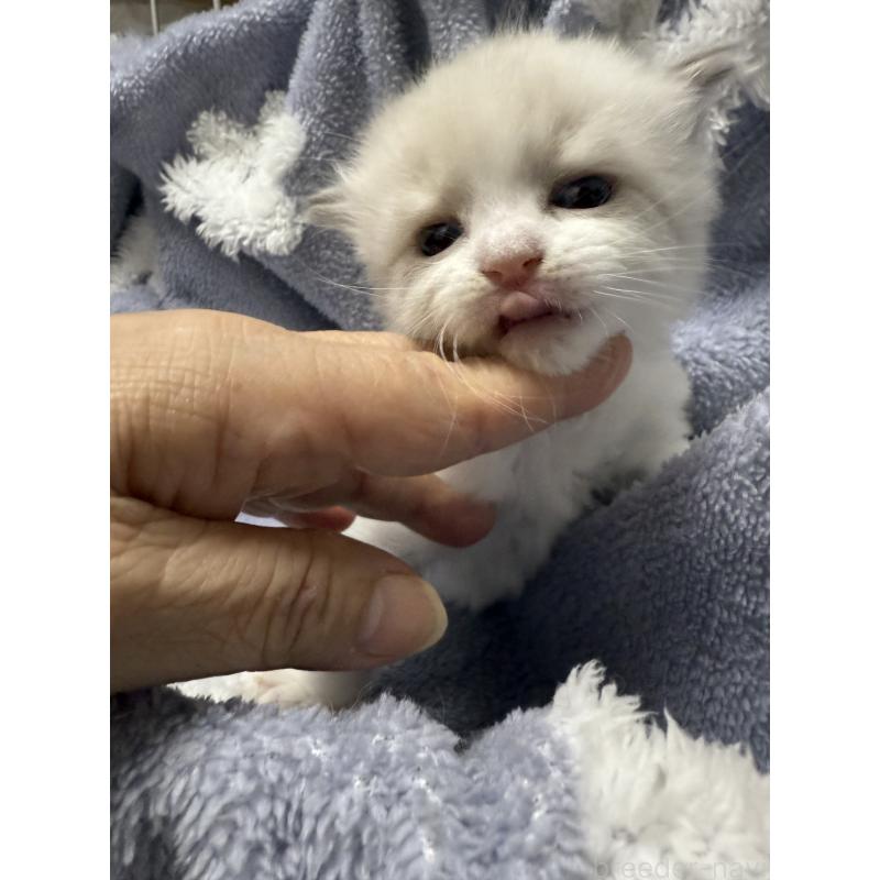 商談中の埼玉県のラグドール-130151の7枚目