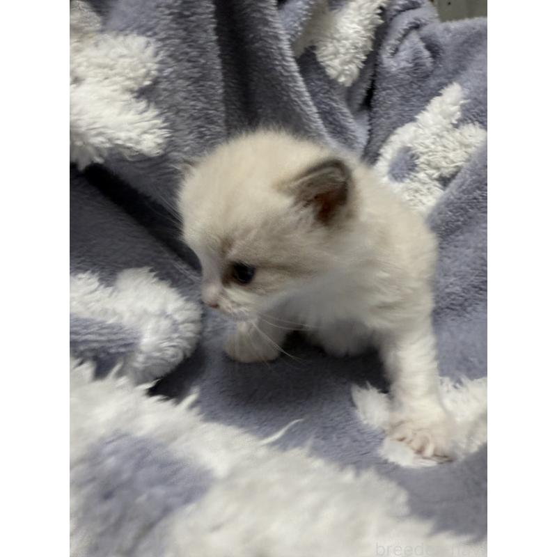 商談中の埼玉県のラグドール-130151の6枚目