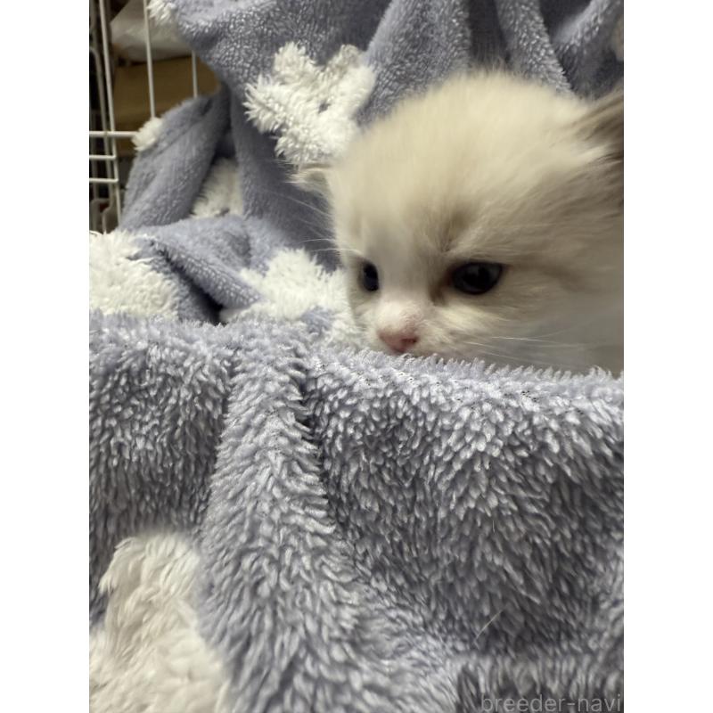 商談中の埼玉県のラグドール-130151の5枚目