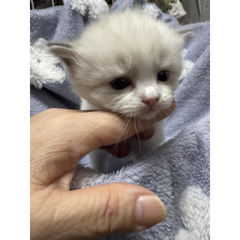 商談中の埼玉県のラグドール-130151の4枚目