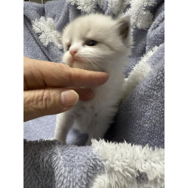 商談中の埼玉県のラグドール-130151の3枚目