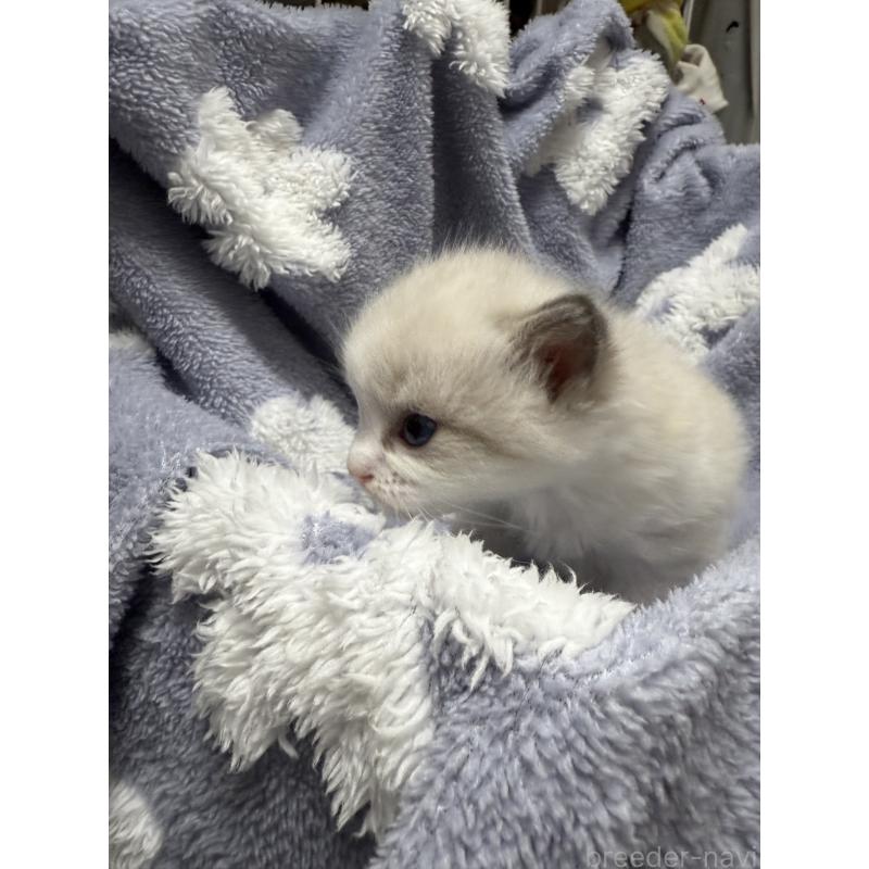 商談中の埼玉県のラグドール-130151の2枚目