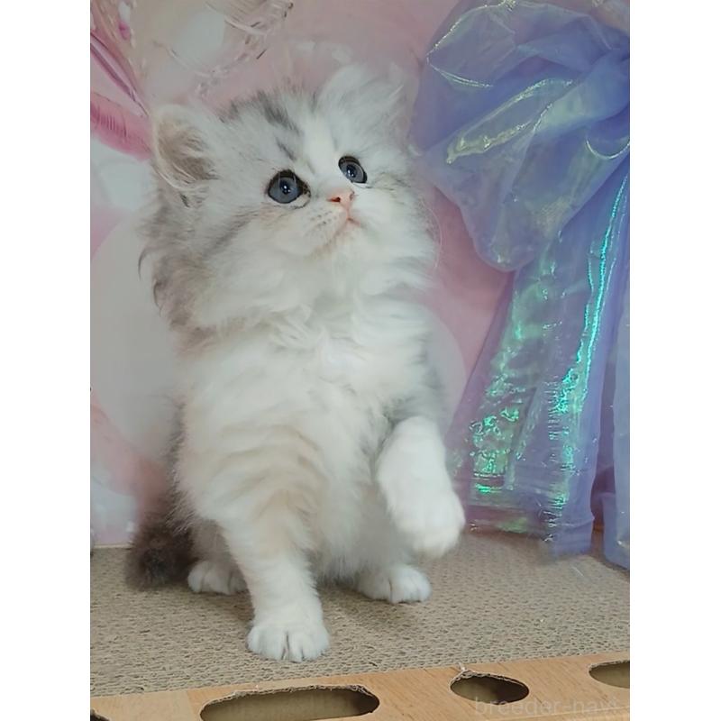 販売中の千葉県のマンチカン-130152の2枚目