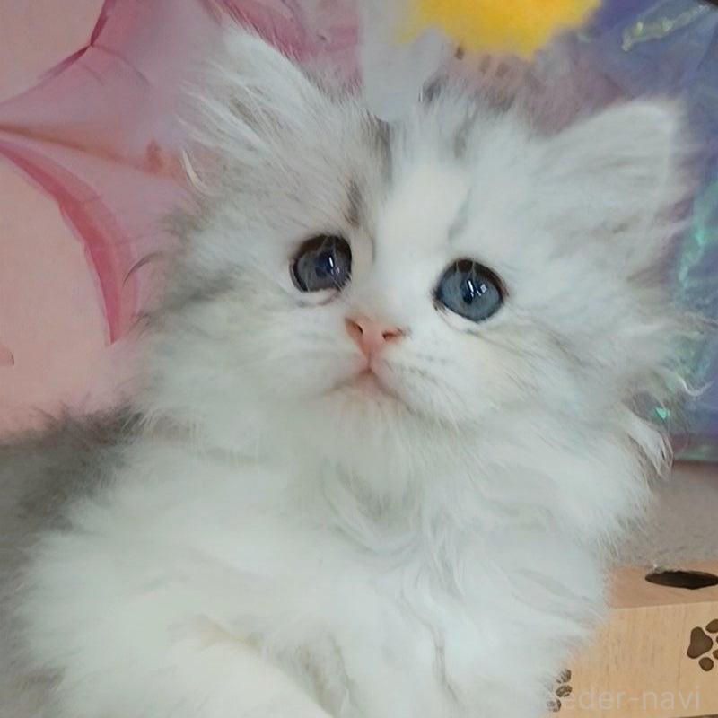 販売中の千葉県のマンチカン-130152